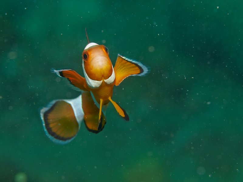 Clown Fish, Sabang Wreck